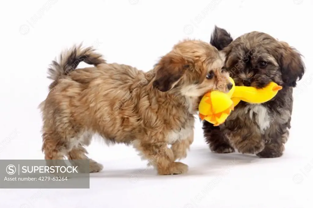 Havanese (Canis lupus familiaris). Two puppies playing with a yellow toy, studio picture against a white background