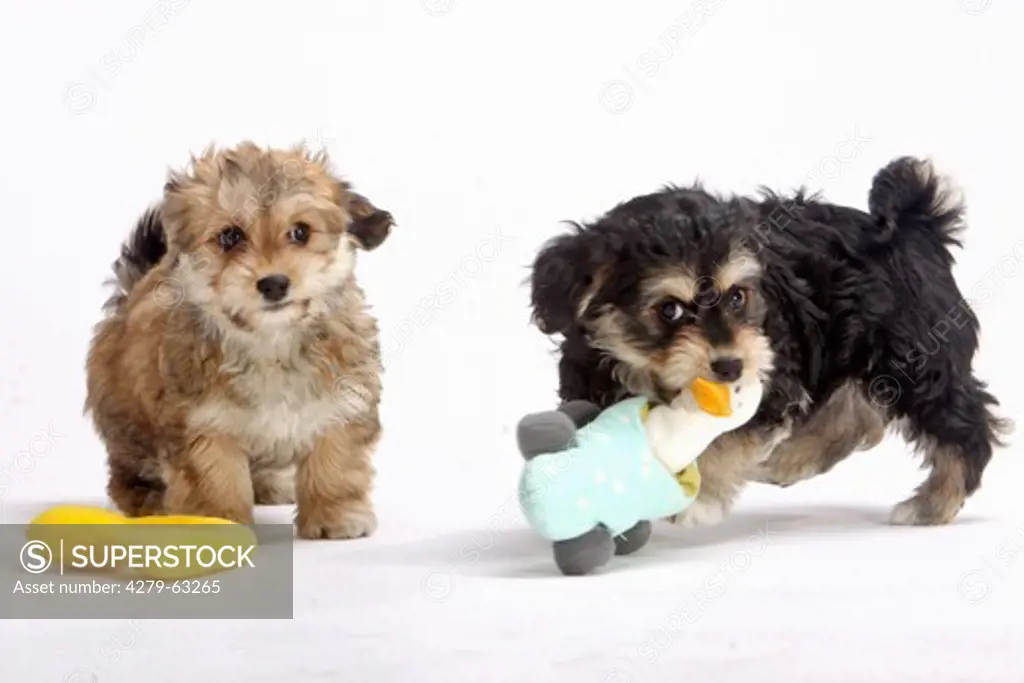 Havanese (Canis lupus familiaris). Two puppies playing with a toys, studio picture against a white background
