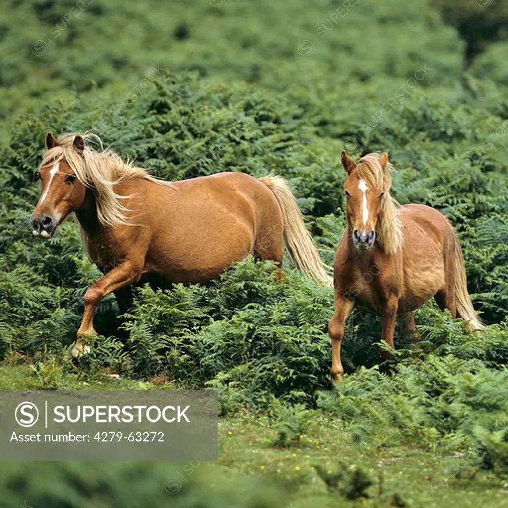 two Dartmoor Pony horses
