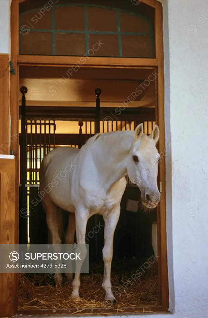 horse - standing in stable