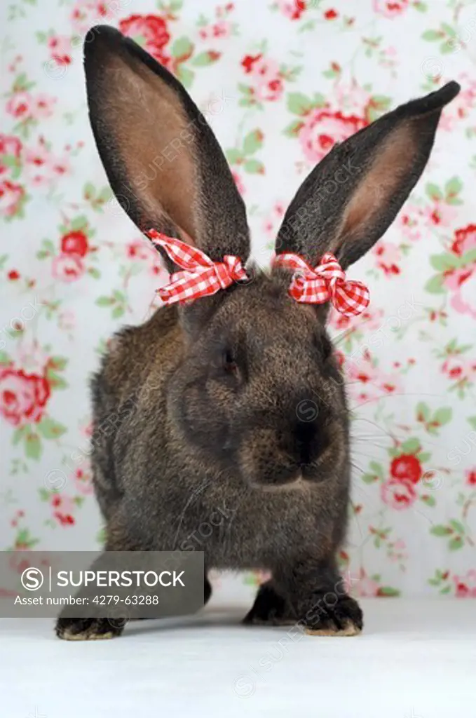 Domestic Rabbit with bows on its ears in front of wallpaper with flowers