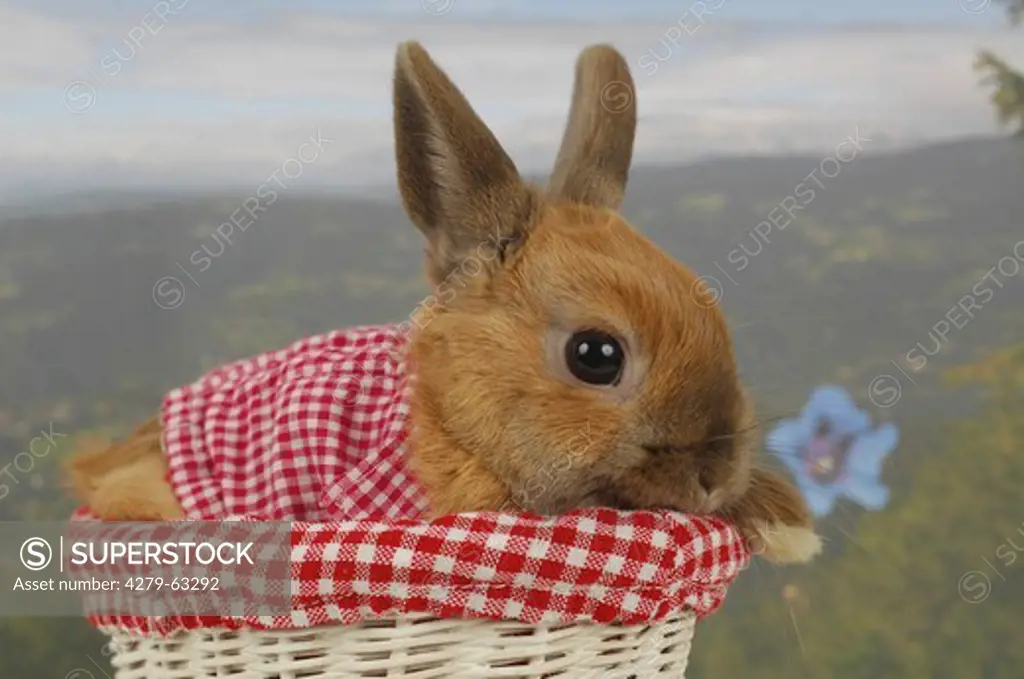 Domestic Rabbit, Dwarf Rabbit in a basket with red-white checkered cloth