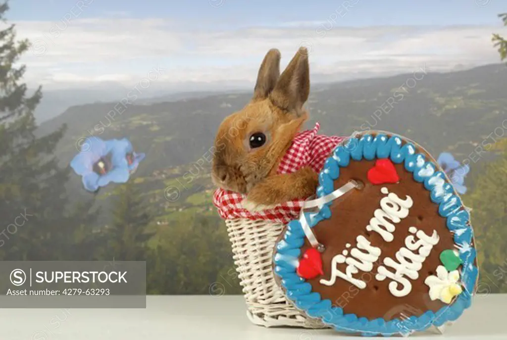 Domestic Rabbit, Dwarf Rabbit with a gingerbread heart in a basket in front alpine wallpaper scenery