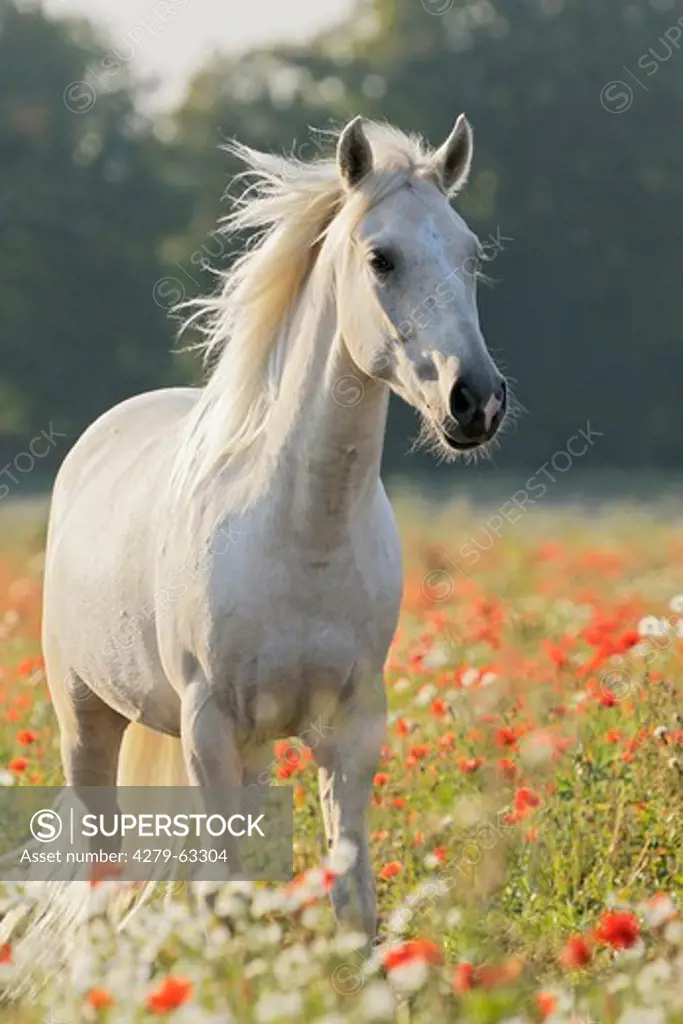 Paso Fino. Palomino in a field with poppies