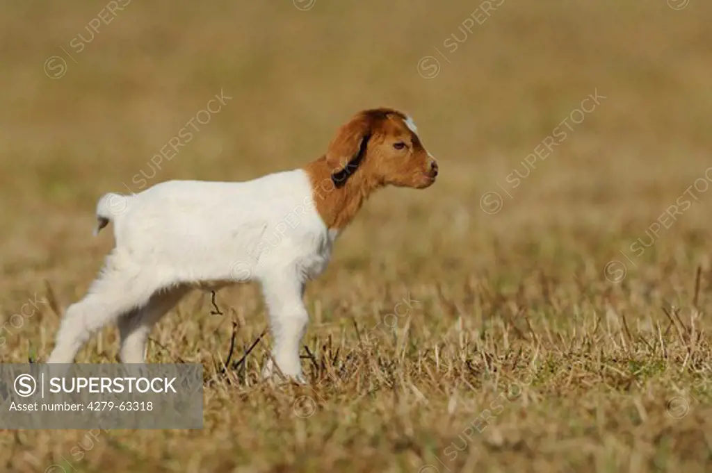 Domestic Goat (Capra aegagrus hircus). Kid standing on a field