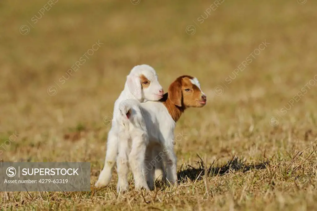 Domestic Goat (Capra aegagrus hircus). Two kids standing on a field