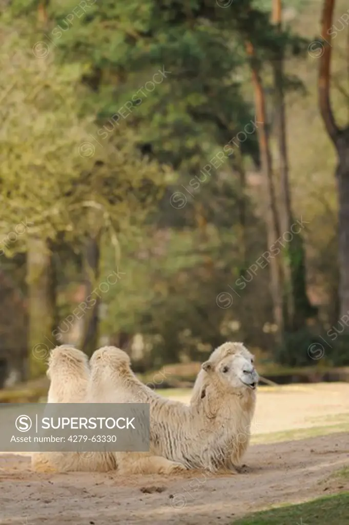 Domestic Bactrian Camel, Two-humped Camel (Camelus bactrianus). Lying individual in a zoo enclosure