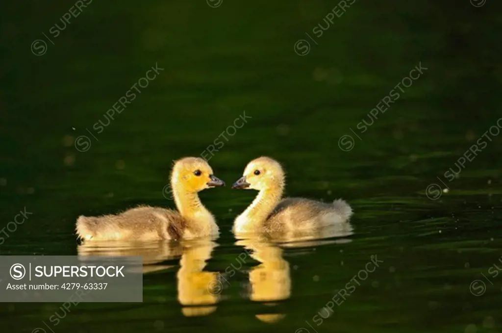 Canada Goose (Branta canadensis). Two goslings on water