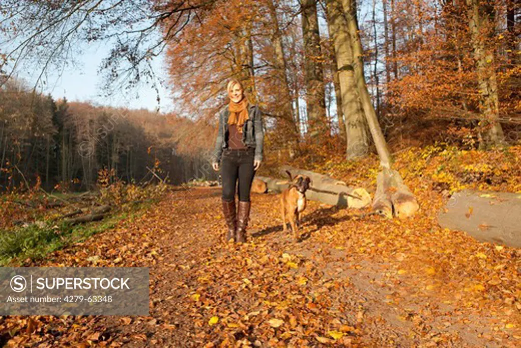 Boxer. Woman with a bitch on lash walking in an autumnal forest