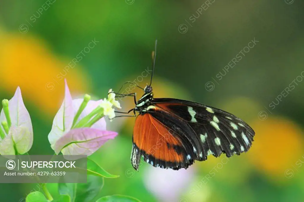 Postman Butterfly (Heliconius melpomene) on a flower