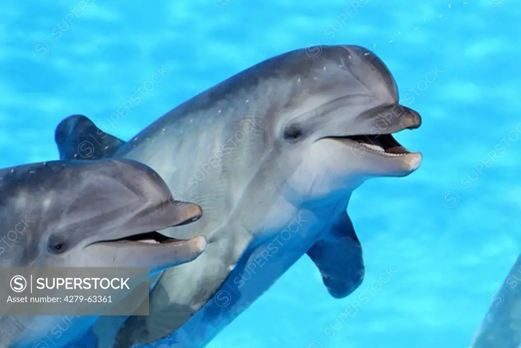 Bottlenose Dolphin (Tursiops truncatus), two individuals in an oceanarium