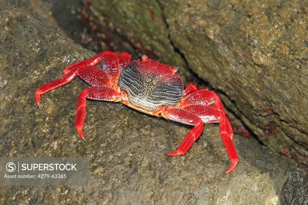 Sally Lightfoot Crab (Grapsus grapsus) on a rock