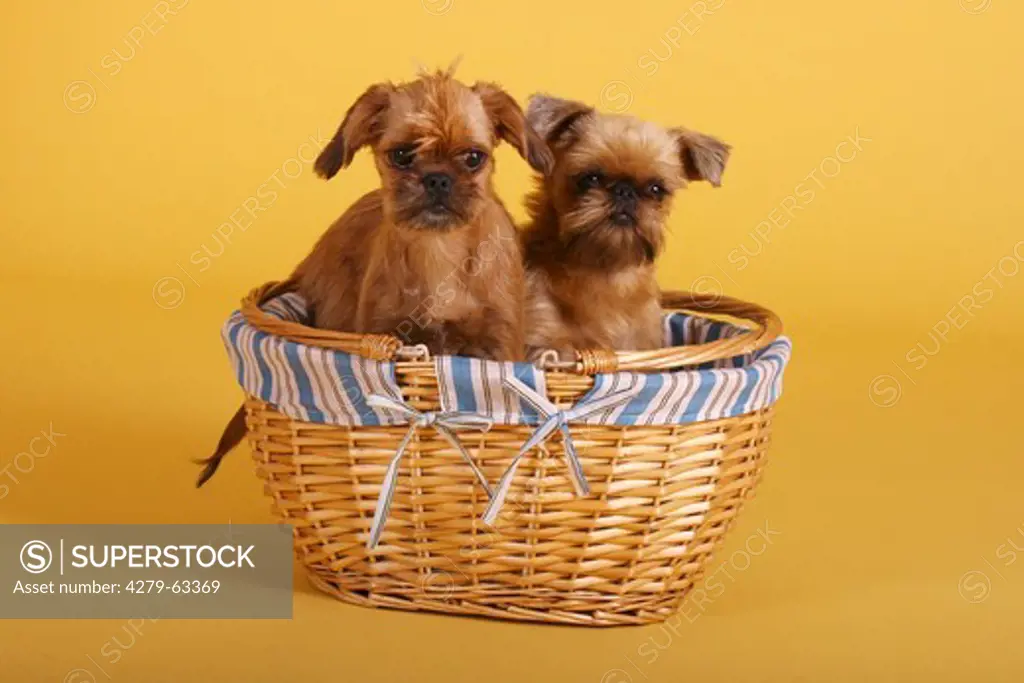 Griffon Bruxellois, Brussels Griffon. Two puppies in a shopping basket. Studio picture against a yellow background