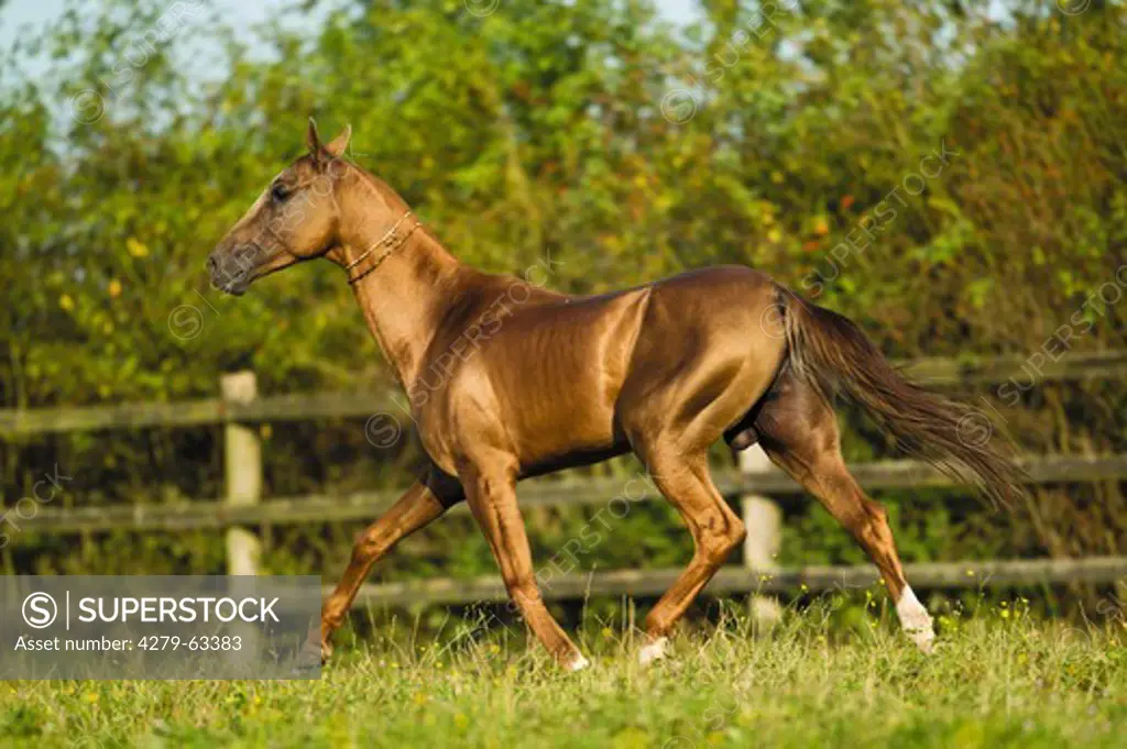 Akhal-Teke (Equus ferus caballus). Stallion trotting on a meadow
