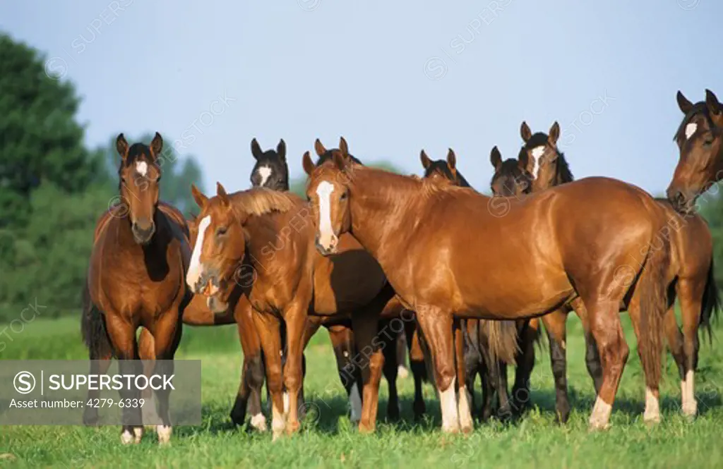 German warm-blooded horse - herd on meadow