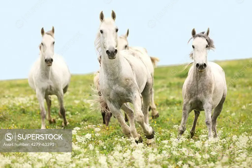 Lippizan (Equus ferus caballus). Herd of mares in a gallop on a meadow