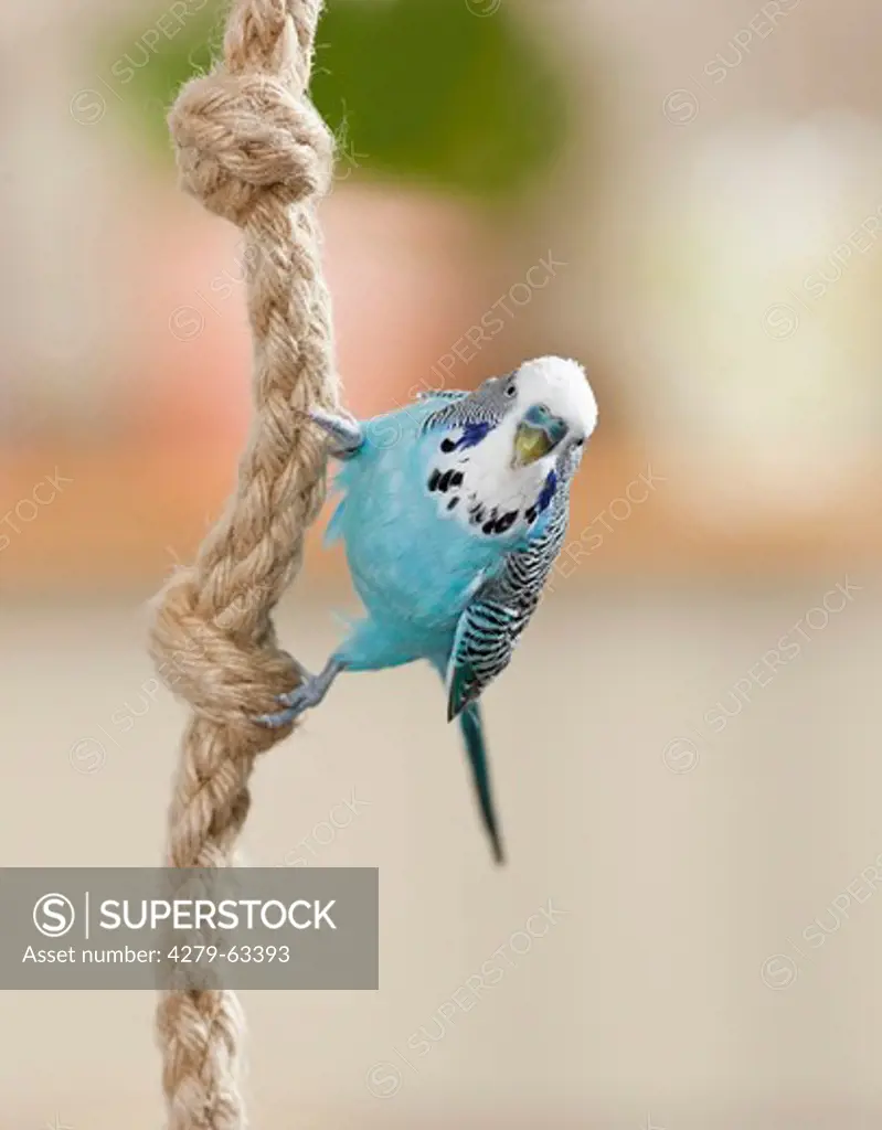 Budgerigar, Budgie (Melopsittacus undulatus). Blue bird hanging on a rope. Not available for books on pet keeping up to 9/2014