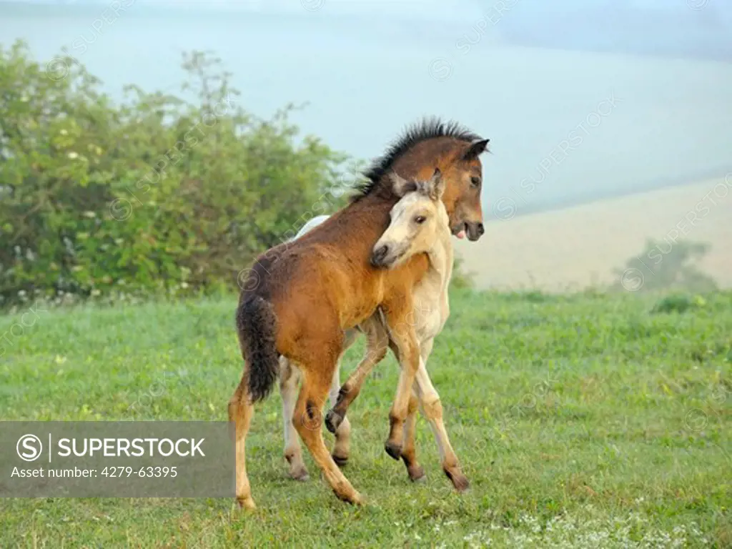 Connemara Pony (Equus ferus caballus). Two foals squabbling on a meadow