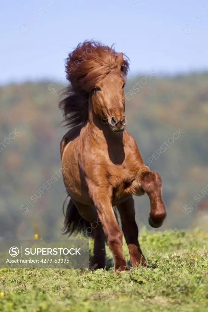 Icelandic Horse. The stallion Heimir trotting on a meadow