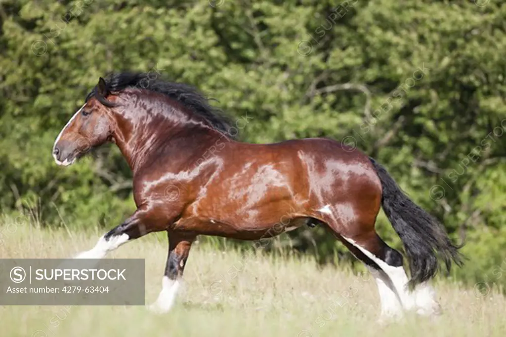 Shire Horse. The stallion Huw in a gallop on a meadow