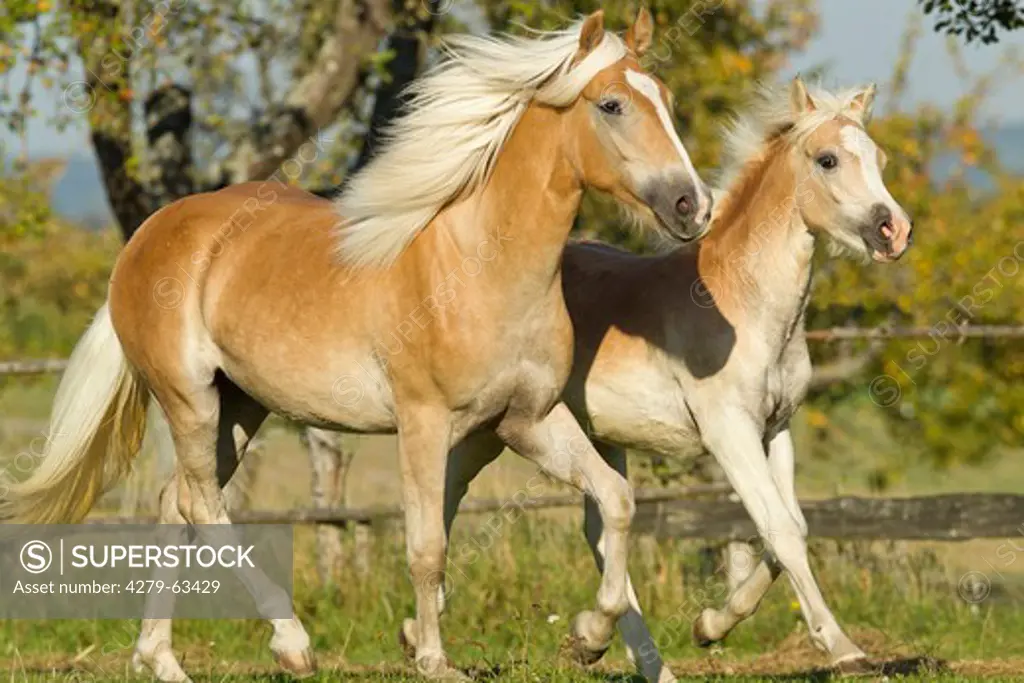 Haflinger Horse. Mare with foal in a trot on a meadow