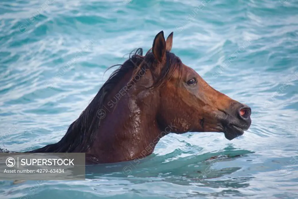 Arabian Hors. The stallion Laith al Shaqab swimming in the sea. Seychelles