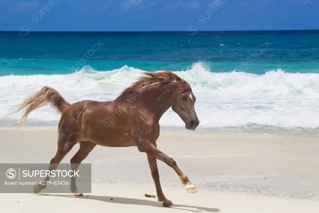 Arabian Horse in a gallop on a tropical beach. Seychelles