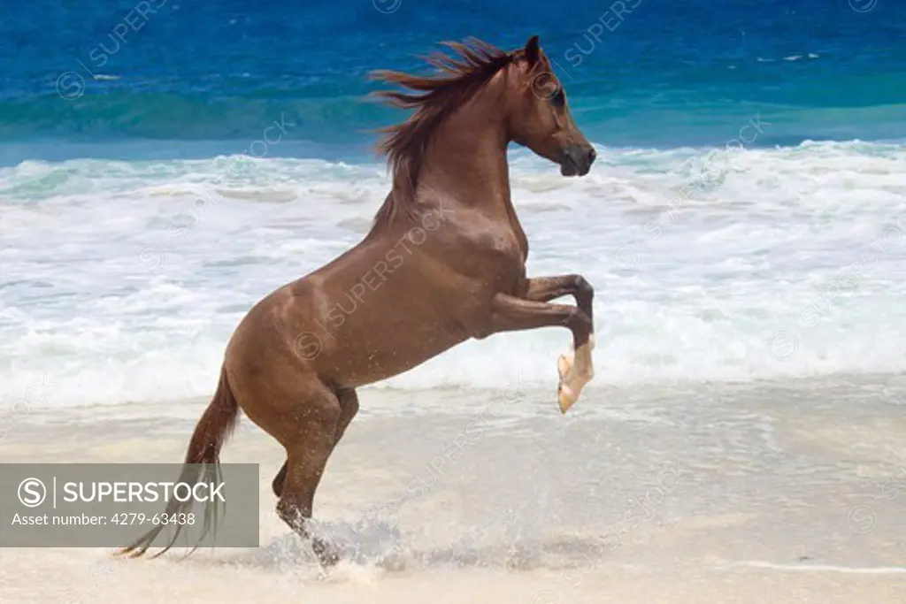 Arabian Horse. Stallion Tyfoon rearing on a tropical beach. Seychelles