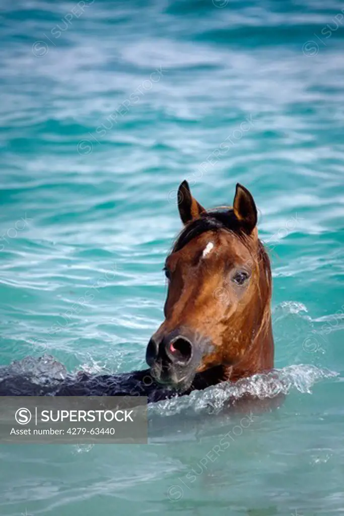 Arabian Horse. The stallion Laith al Shaqab swimming in the sea. Seychelles