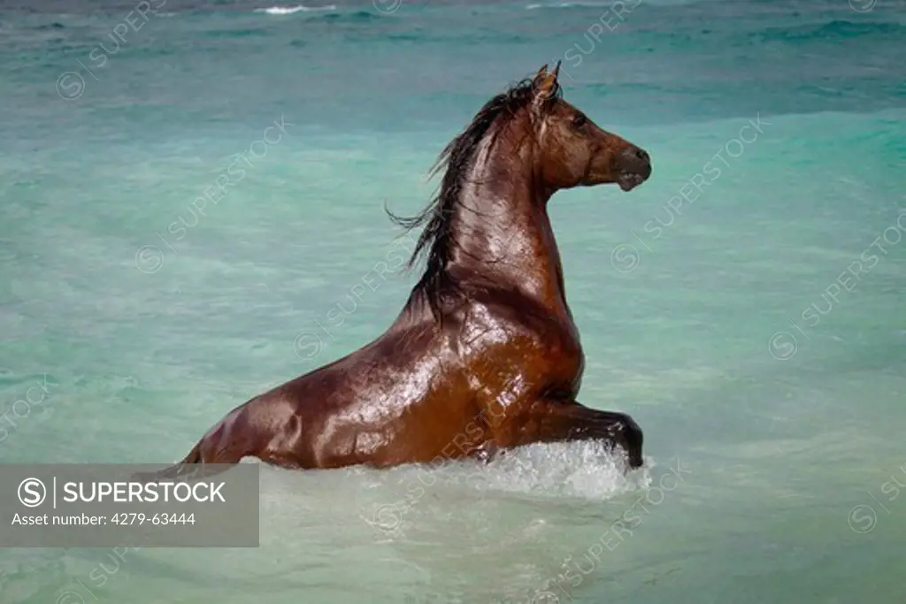 Arabian Horse. The stallion Laith al Shaqab in the sea. Seychelles