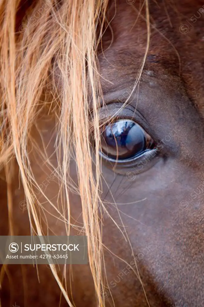 Arabian Horse. Close-up of eye