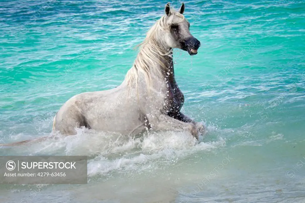 Arabian Horse. Gray mare in the sea. Seychelles