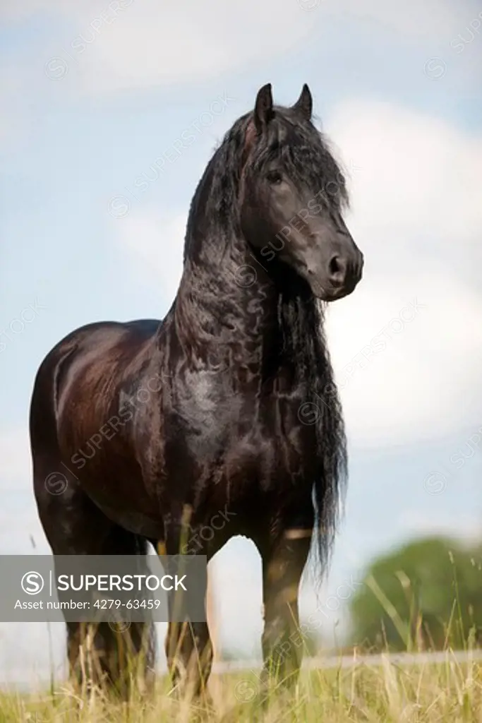 Friesian Horse. Stallion Nanne standing on a meadow