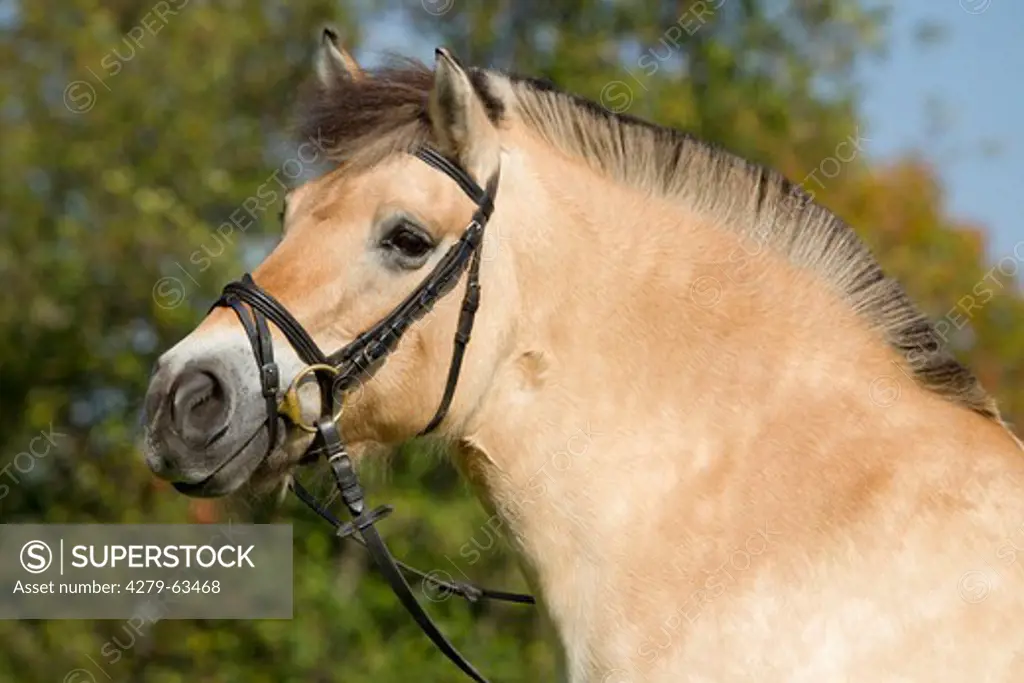 Norwegian Fjord Horse. Portrait of the mare Sarah