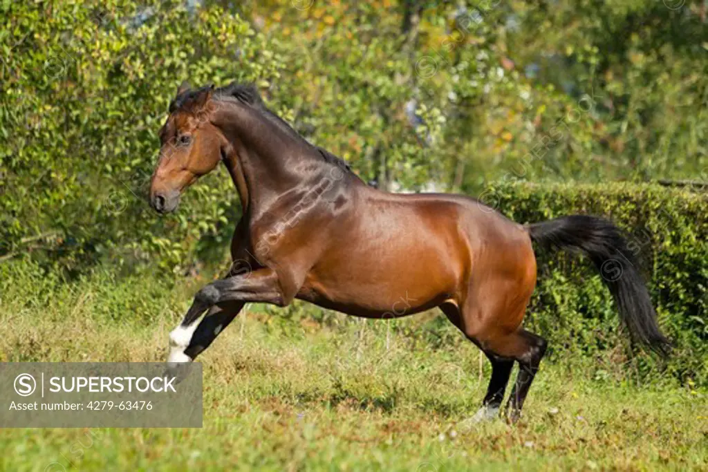 Hanoverian Horse in a gallop on a meadow, seen side-on