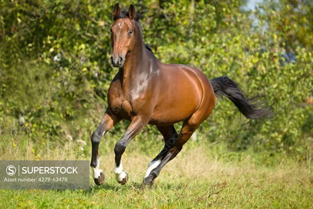 Hanoverian Horse in a gallop on a meadow