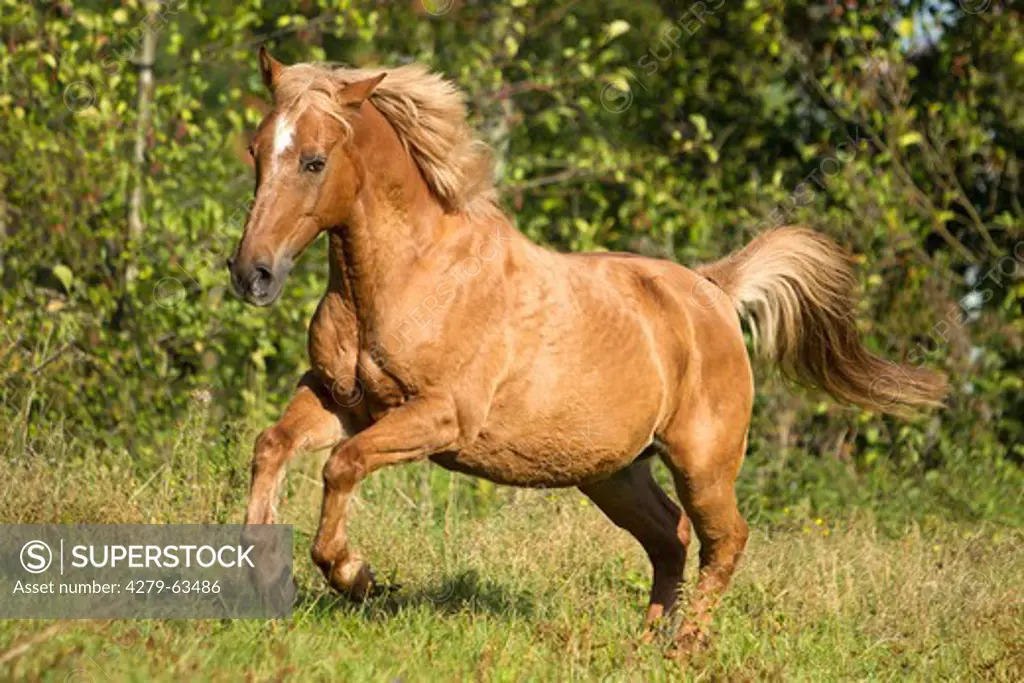 Islandic Horse-crossbreed in a gallop on a meadow