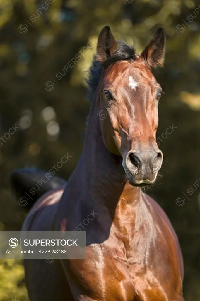Latvian Horse, portrait