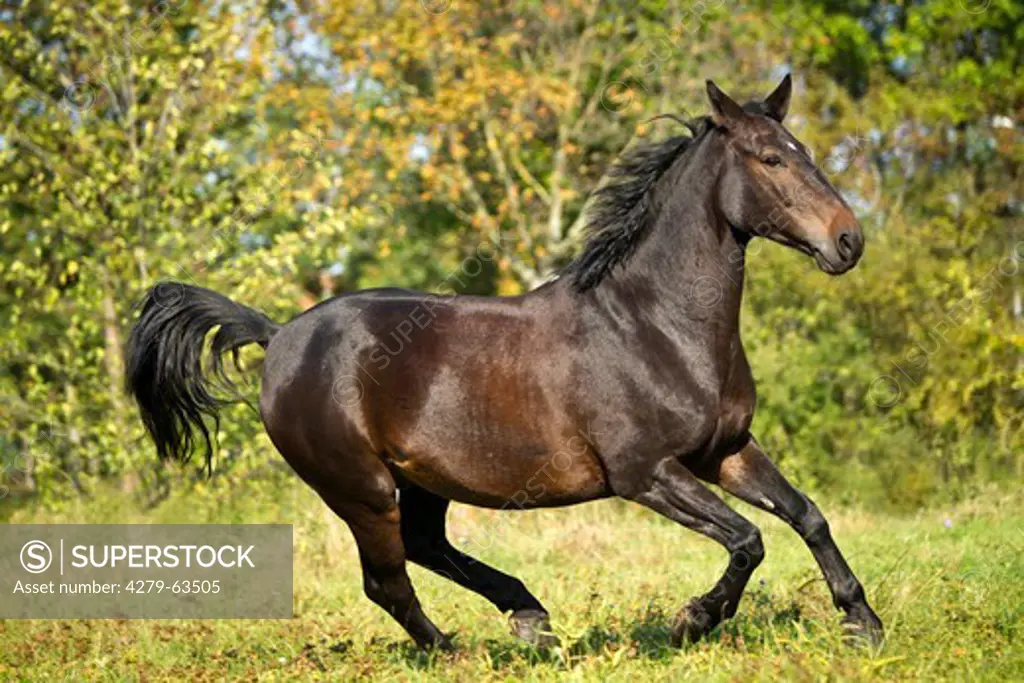 Wielkopolski Horse in a gallop on a meadow, seen side-on