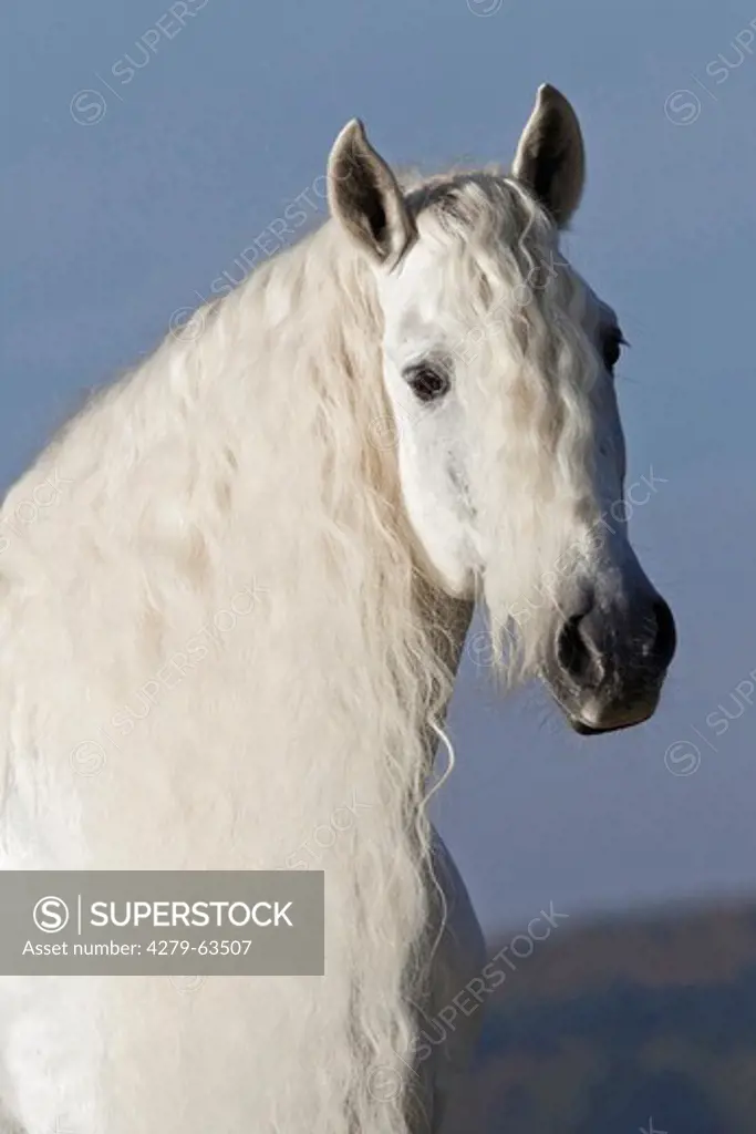 Pure Spanish Horse, Andalusian. Portrait of the stallion Caprichiosa