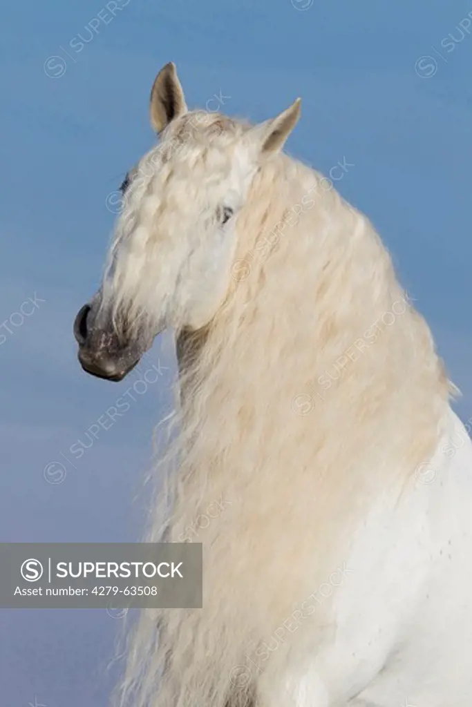 Pure Spanish Horse, Andalusian. Portrait of the stallion Caprichiosa