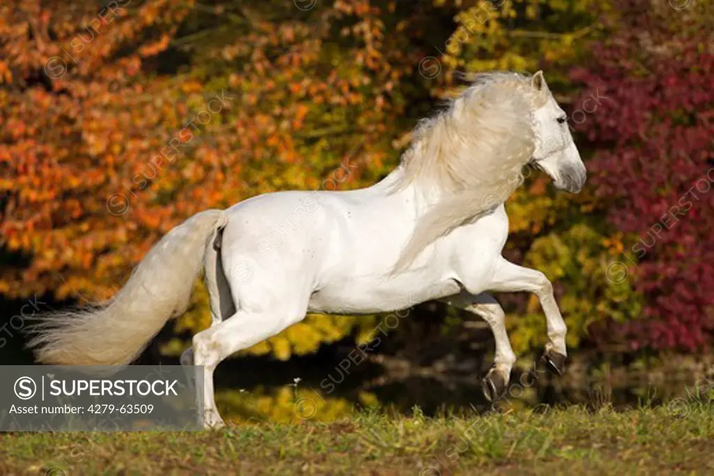 Pure Spanish Horse, Andalusian. The stallion Caprichiosa in a gallop on a meadow