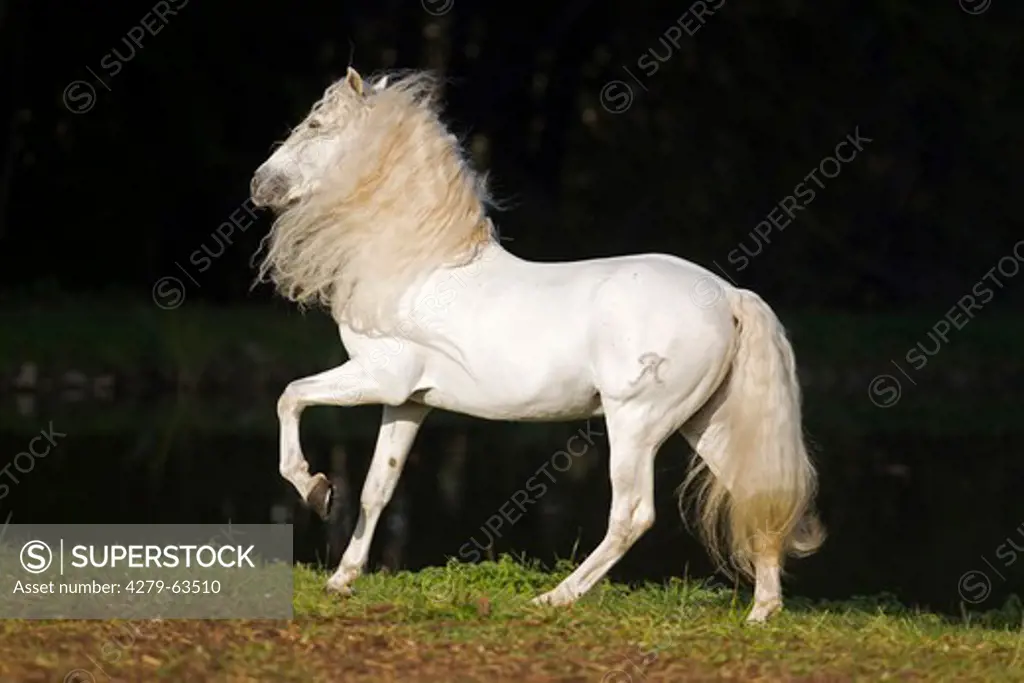 Pure Spanish Horse, Andalusian. The stallion Caprichiosa in a trot on a meadow