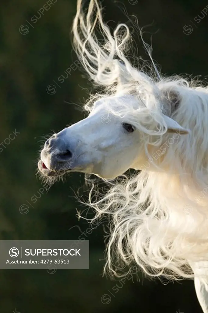 Pure Spanish Horse, Andalusian. Portrait of the stallion Caprichiosa shaking its long mane