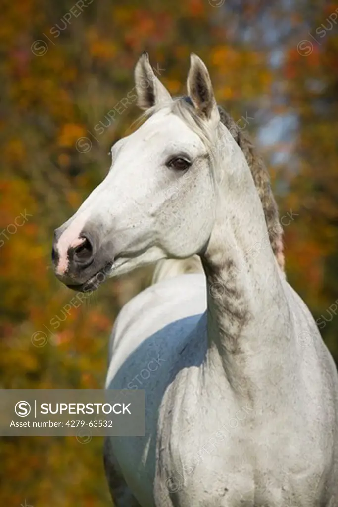 Thoroughbred. Portrait of a gray individual