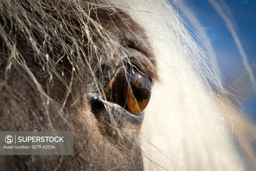 Icelandic Horse (Equus ferus caballus), close-up of eye