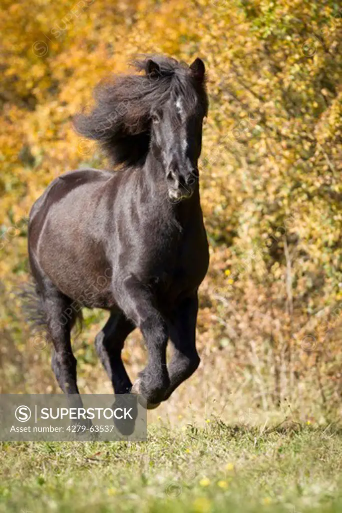 Icelandic Horse (Equus ferus caballus) in a gallop on a meadow