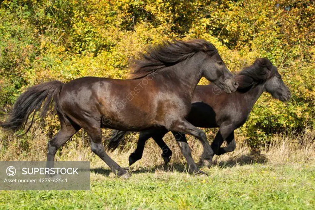 Icelandic Horse (Equus ferus caballus). Two individuals in a gallop on a meadow