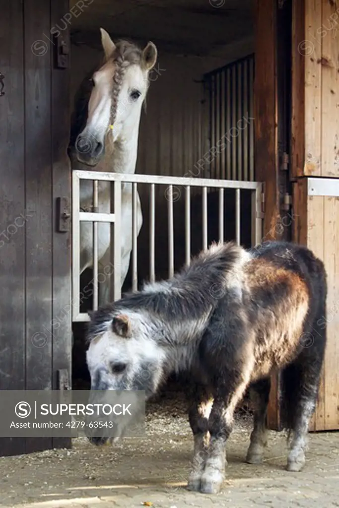 A very old Shetland Pony is company for a Lippizaner