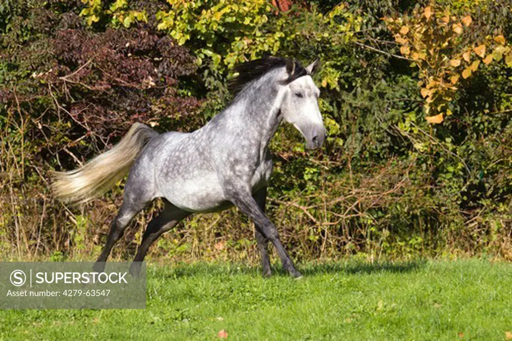 Lippizan Horse, Lippizaner (Equus ferus caballus). The four year old stallion Diamant in a gallop on a meadow